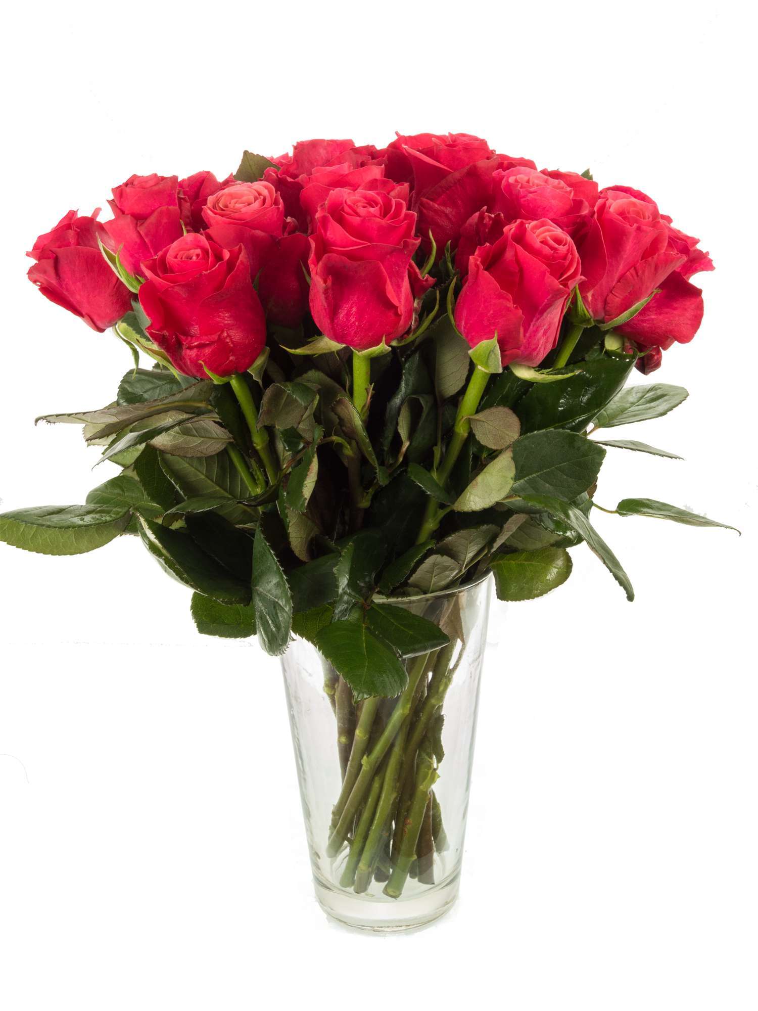 blumigo-rosen-tacazzi-schnittrose-pink-kr-ftig-frisch image 2