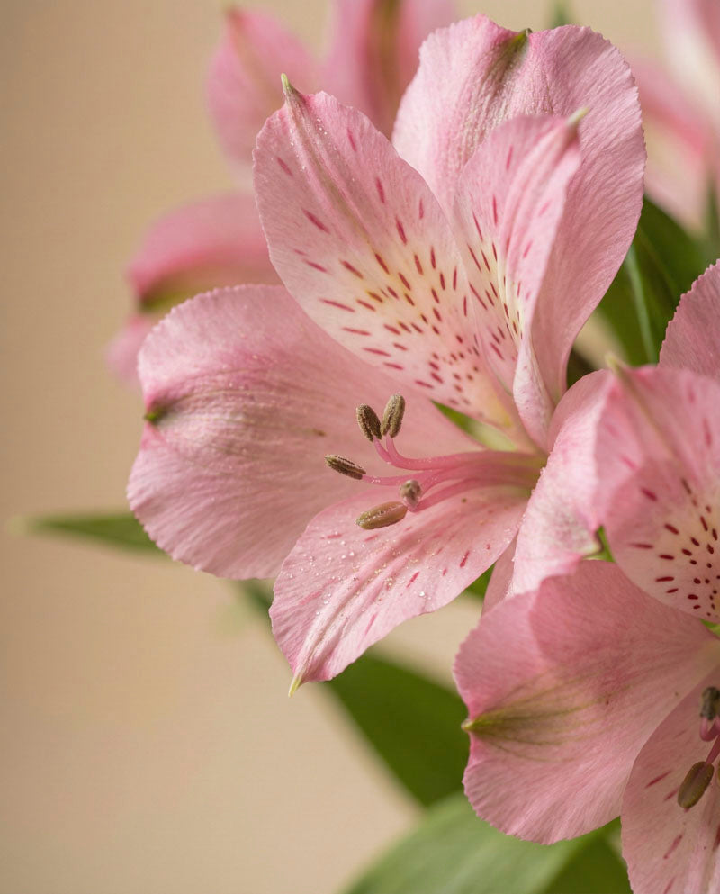 feey-rilio-alstroemeria-rosa-schnittblumen-default image 2