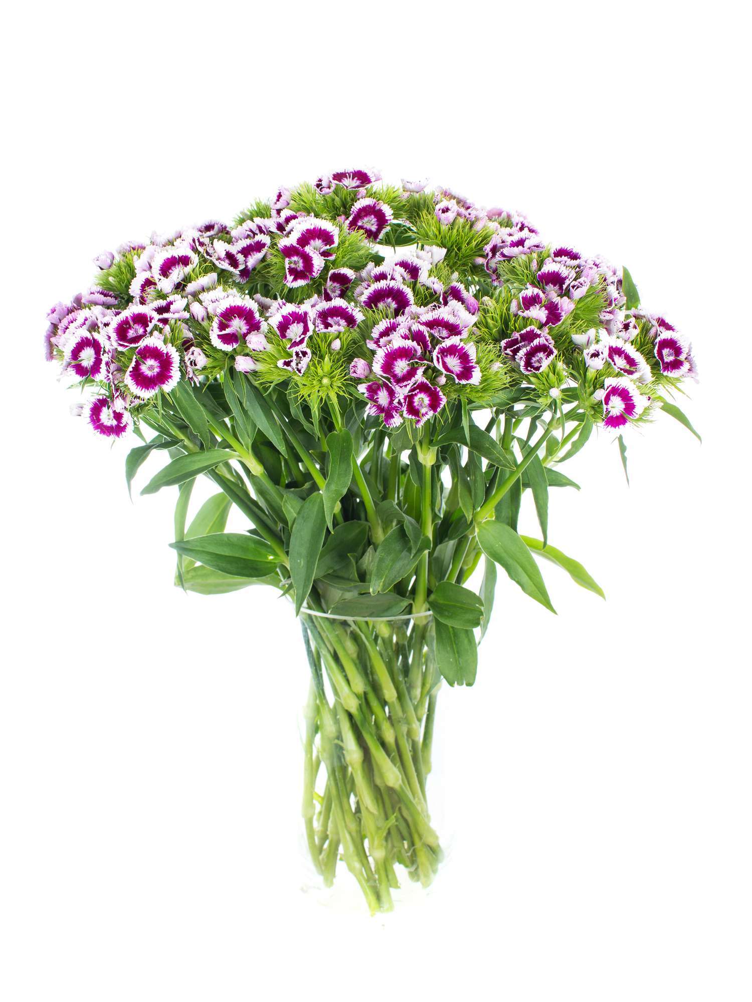 blumigo-bartnelken-pink-weiss-nelke-1-stiel-frisch image 2