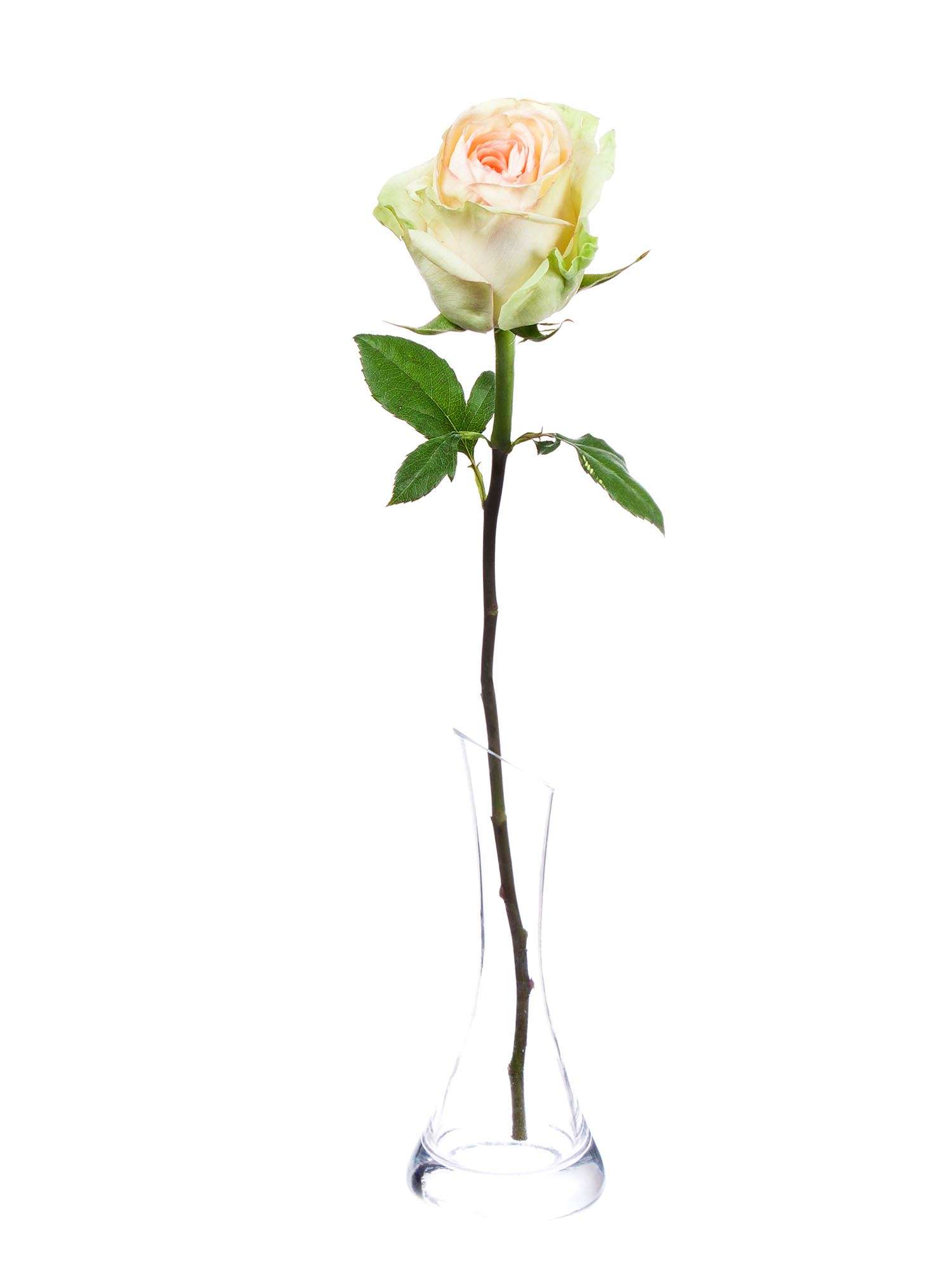 blumigo-classico-rosen-creme-rosa-schnittrose image 3