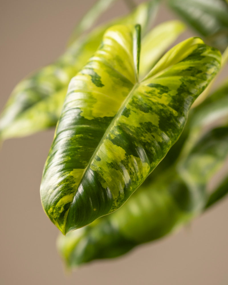 feey-philodendron-burle-marx-variegata-ohne-bertopf image 2