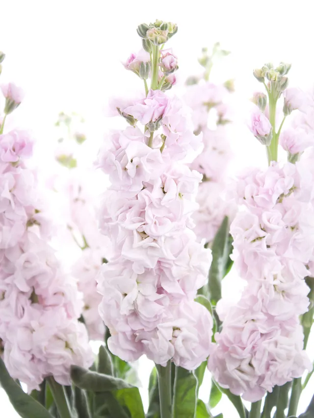 blumigo-levkojen-xl-levkoje-rosa-duftend image 1