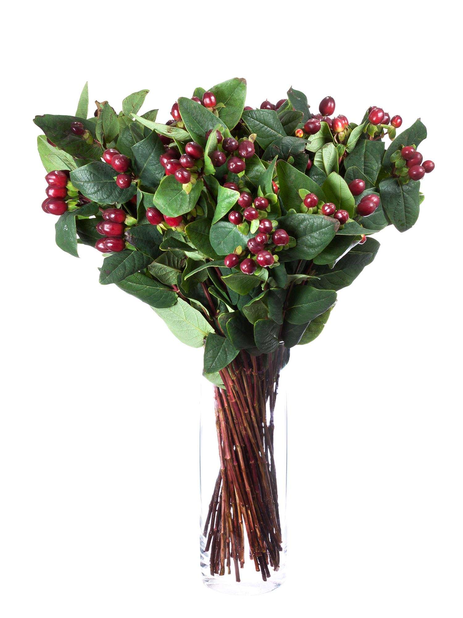 blumigo-hypericum-true-romance-schnittgr-n-dunkel-rot image 2