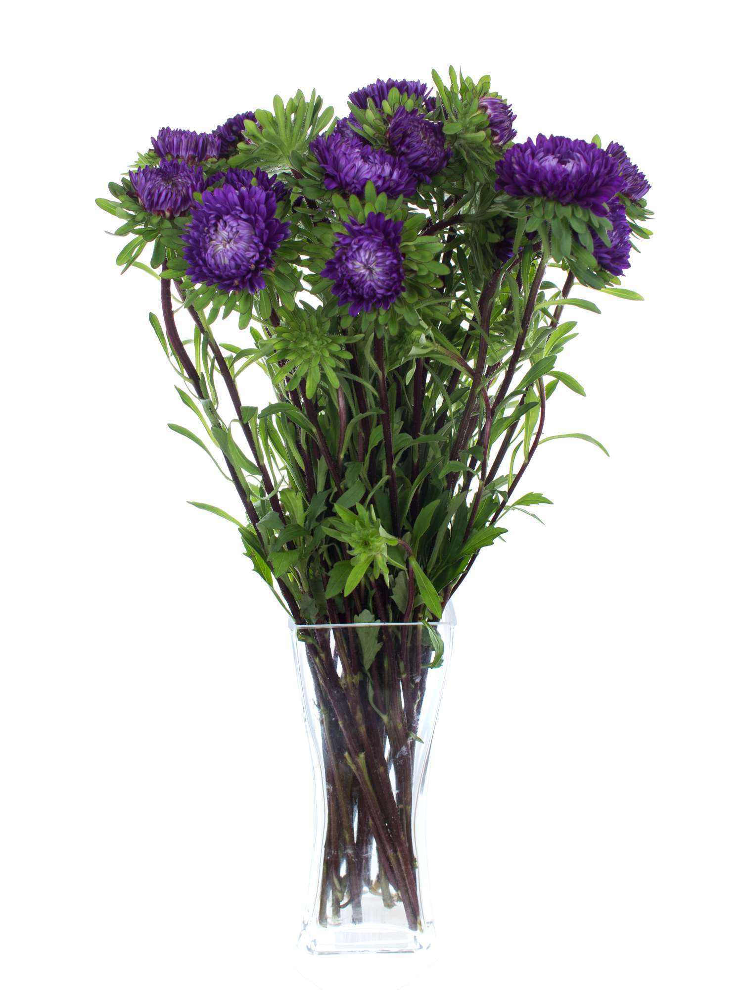 blumigo-sommerastern-schnittblume-blau image 2