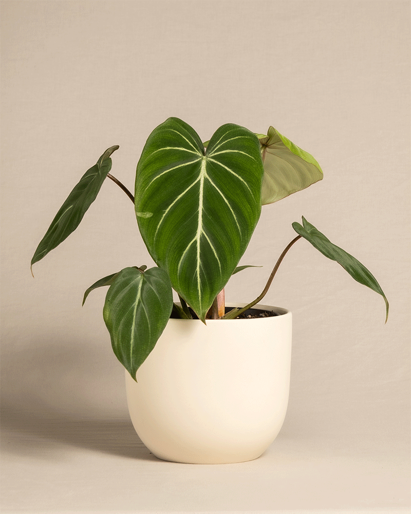 feey-variado-philodendron-gloriosum-ohne-bertopf-viel-licht image 6