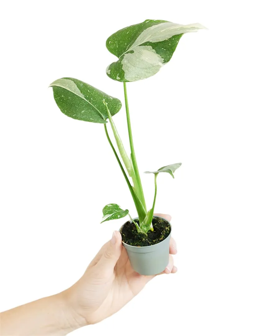 plnts-babyplnts-monstera-thai-constellation-baby-6cm image 1