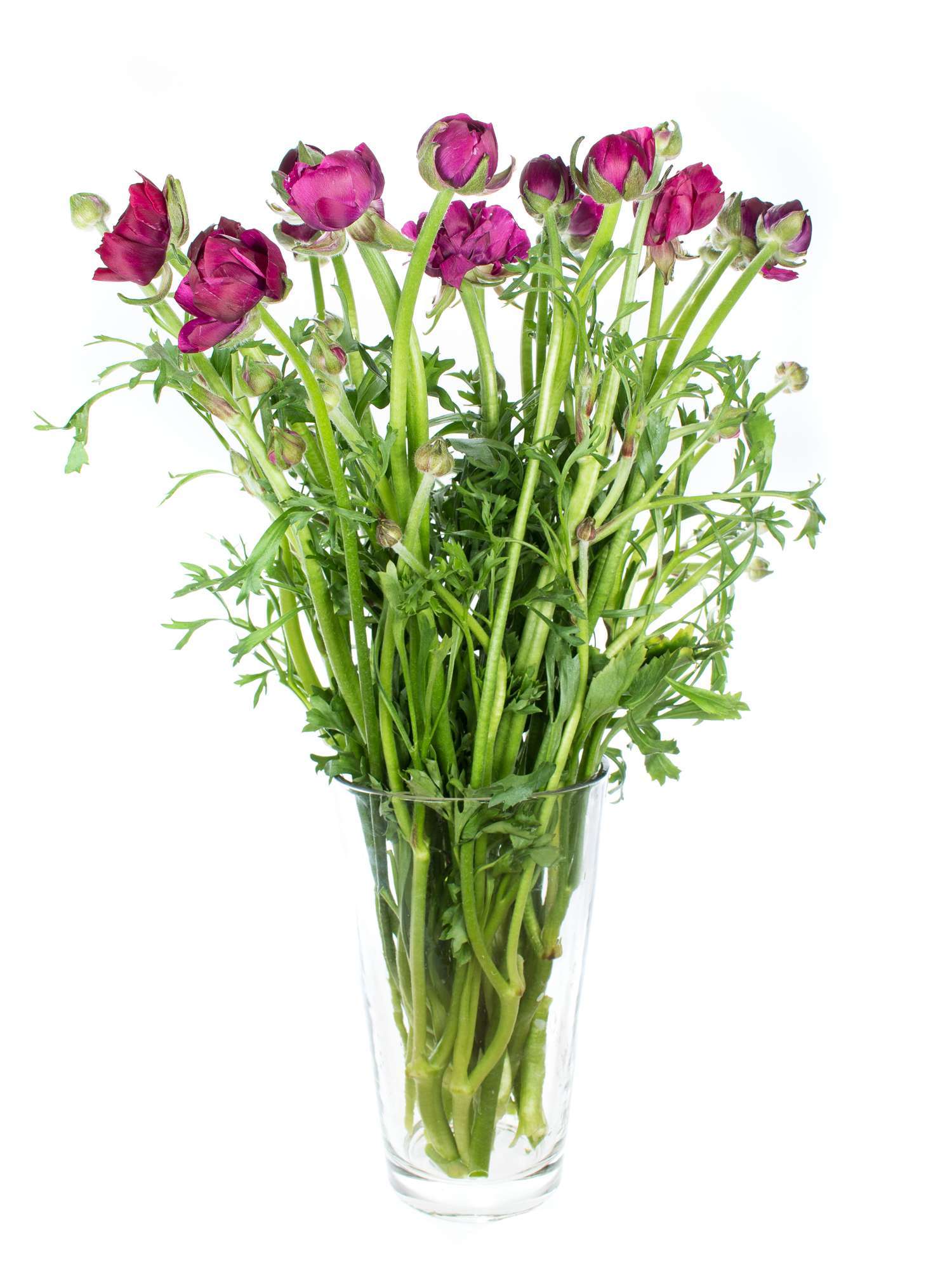 blumigo-ranunkeln-pauline-violett-schnittblume-dunkelviolett image 2