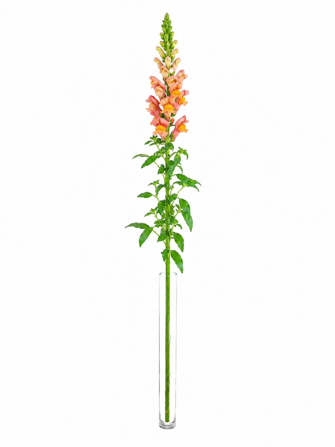 blumigo-l-wenm-ulchen-antibes-orange-schnittblume-orange image 3