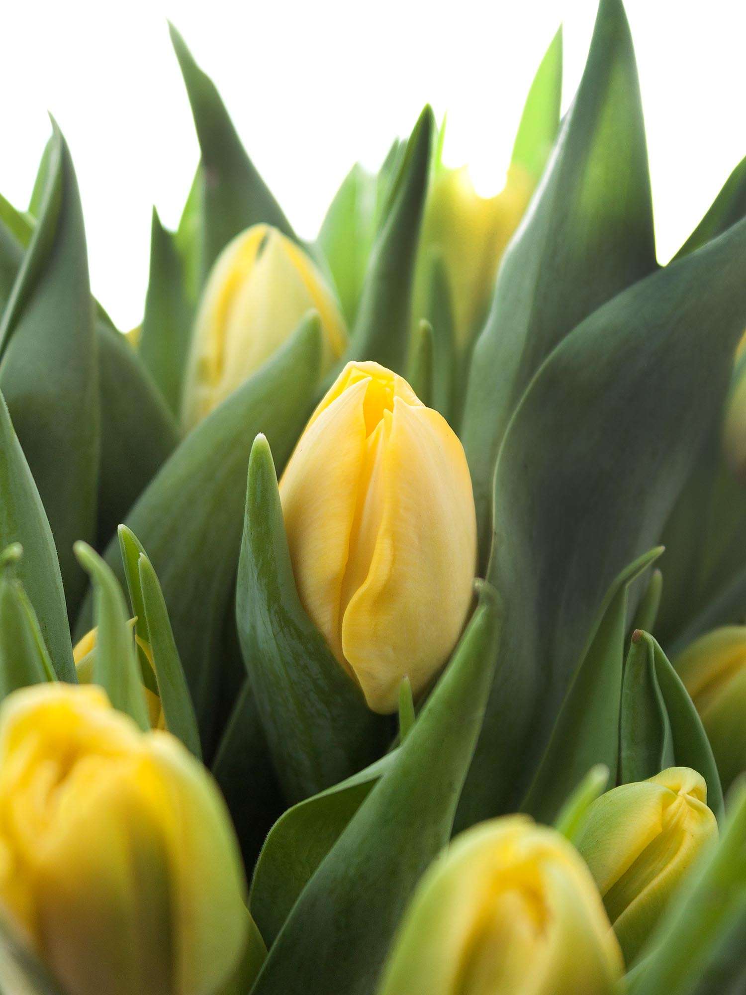 blumigo-tulpen-yellow-magarita-blume-gelb-gef-llt image 1
