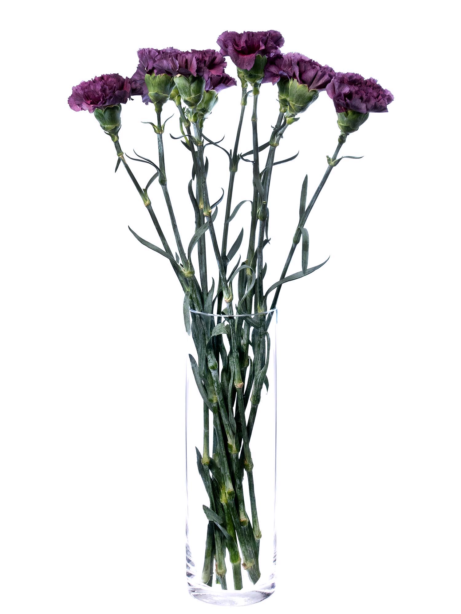 blumigo-moonvista-edelnelke-violett-aubergine-1-stiel image 2