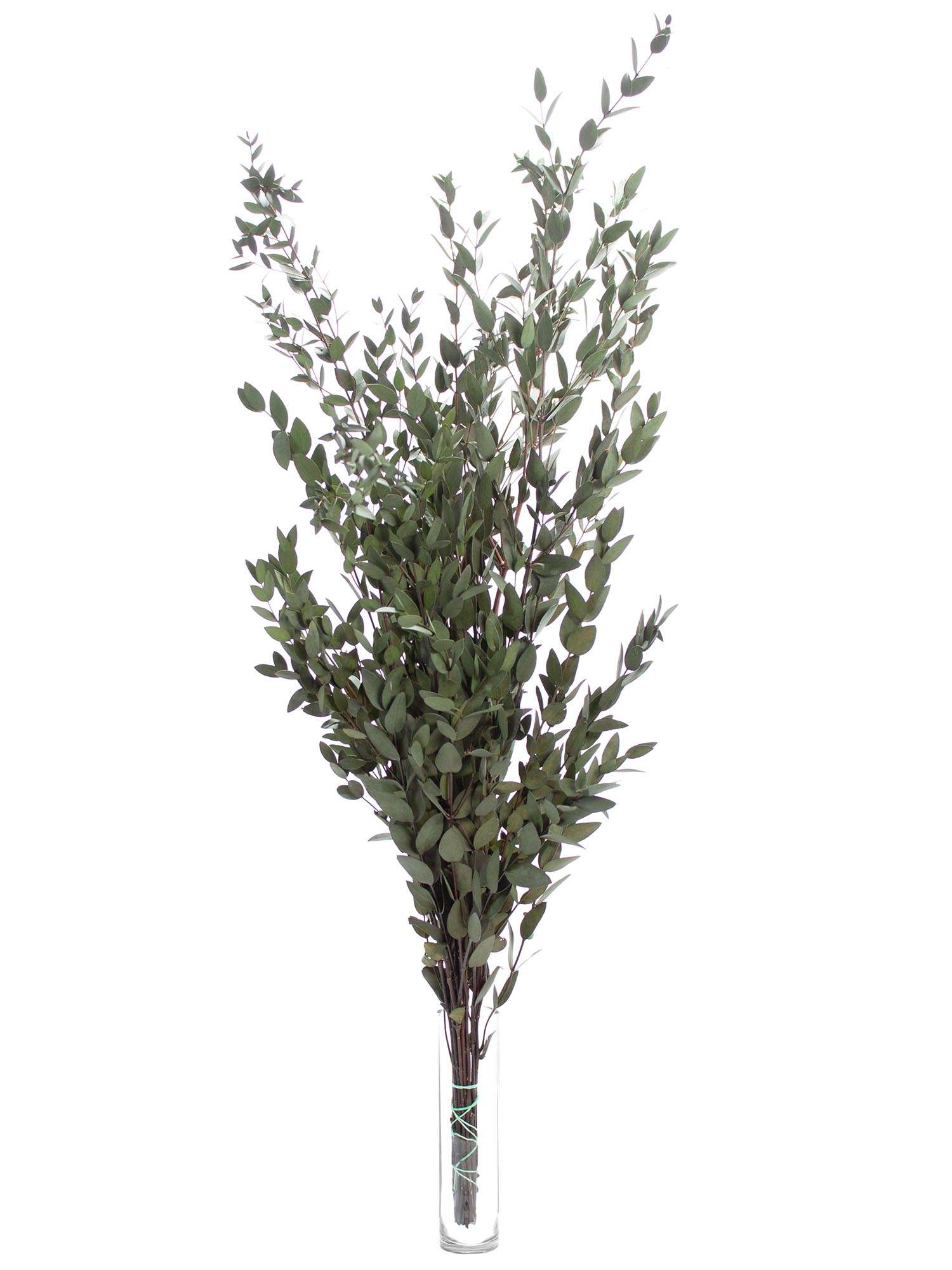 blumigo-trockenblumen-eukalyptus-parvifolia-gr-n-konserviert image 3