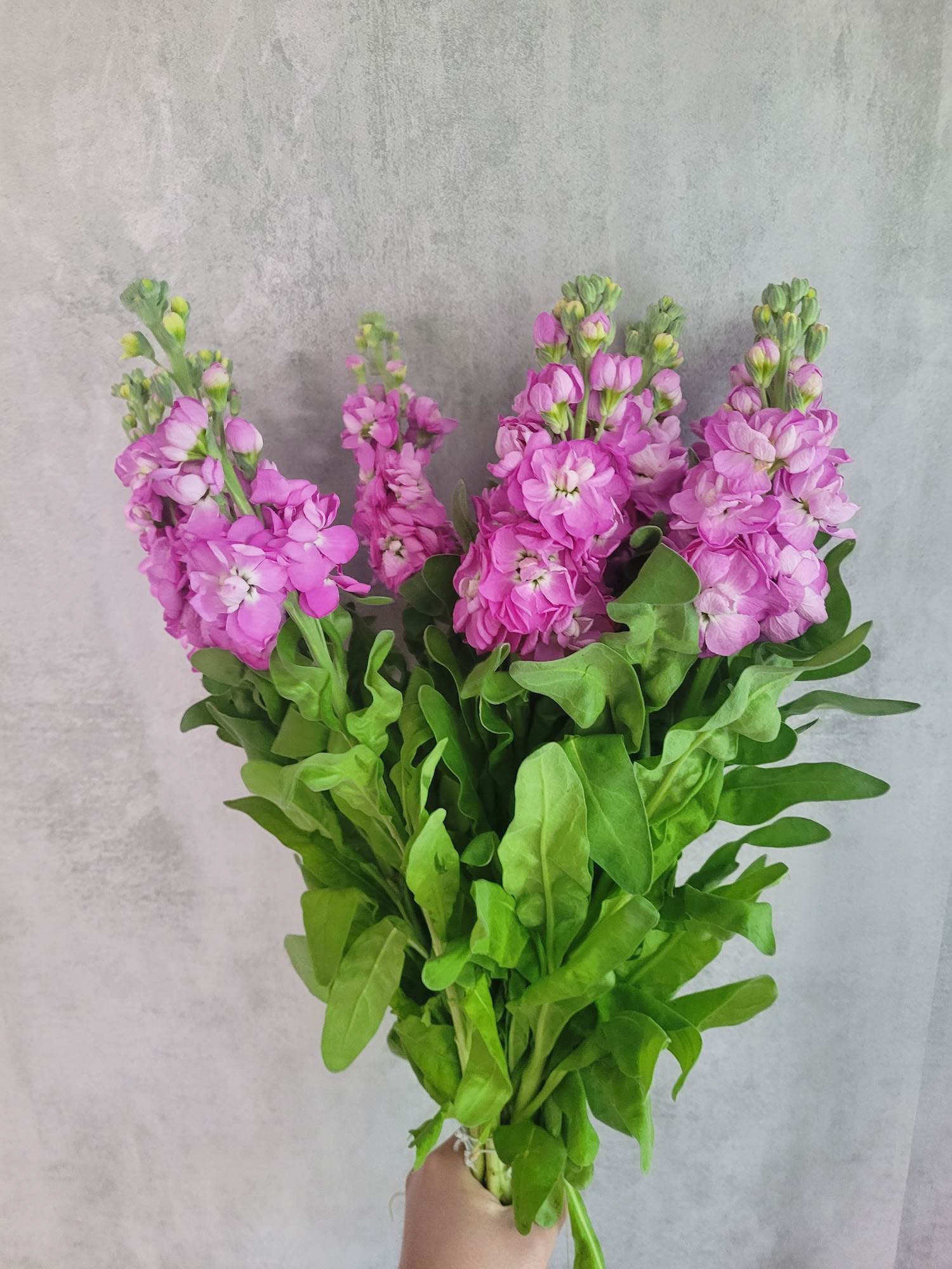 blumigo-rosen-levkoje-mathilda-rose-pink-schnittblume image 2