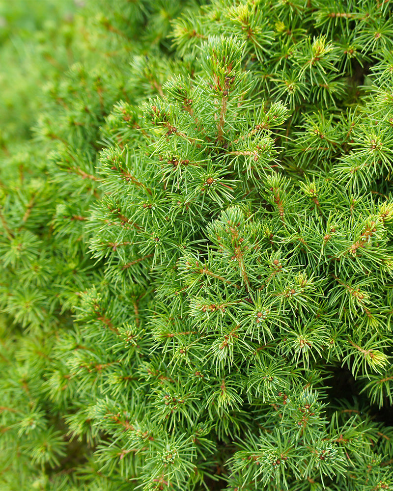 feey-amsterdam-zuckerhutfichte-picea-glauca-ohne-topf-zum-eingraben-winterhart image 2