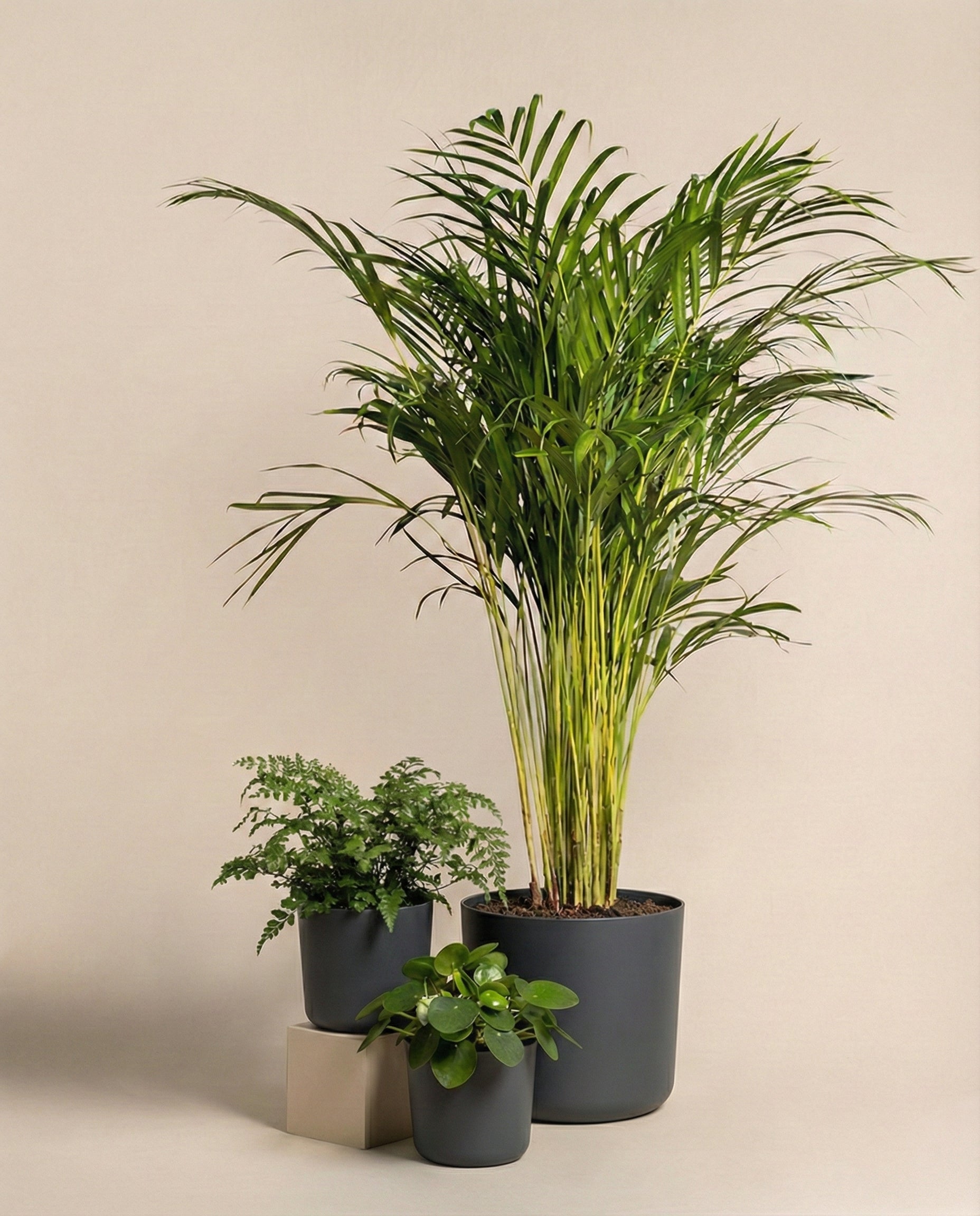 feey-variado-tierfreundliches-pflanzen-set-ohne-bertopf-gro image 5