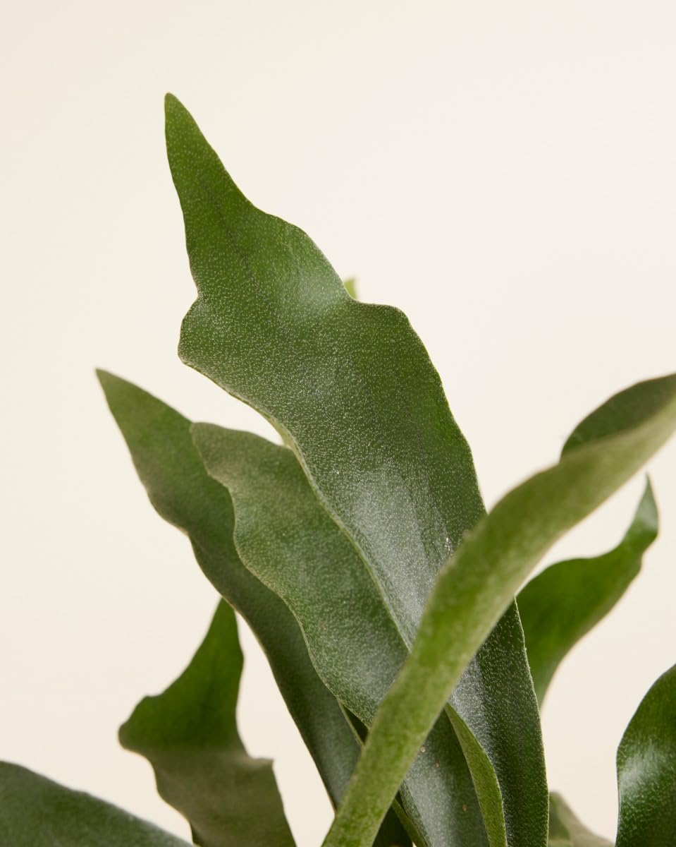 plnts-rareplnts-platycerium-bifurcatum-geweihfarn-35cm image 3