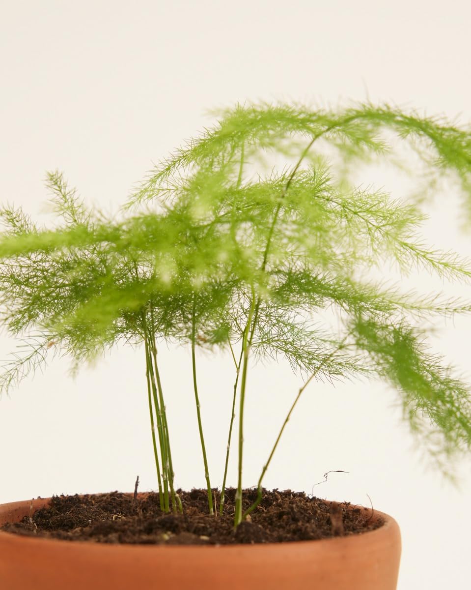 plnts-babyplnts-asparagus-fern-zimmerpflanze-15-cm-federartig image 4