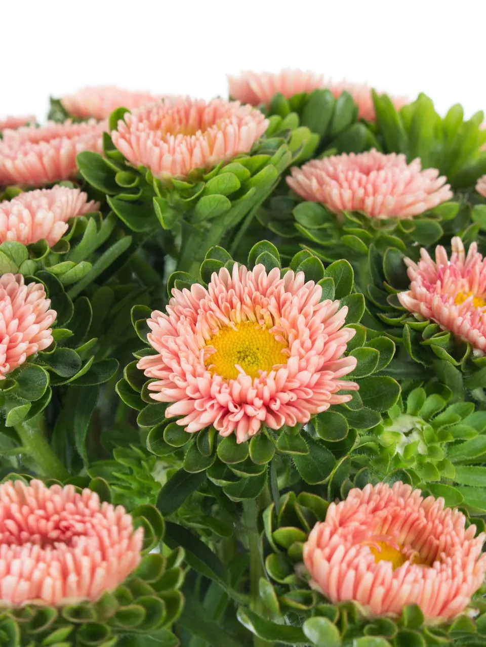 blumigo-herbstdeko-sommerastern-schnittblumen-aprikot image 1