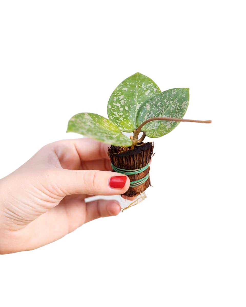 plnts-babyplnts-hoya-parasitica-babypflanze-10-cm-wachsblume image 1