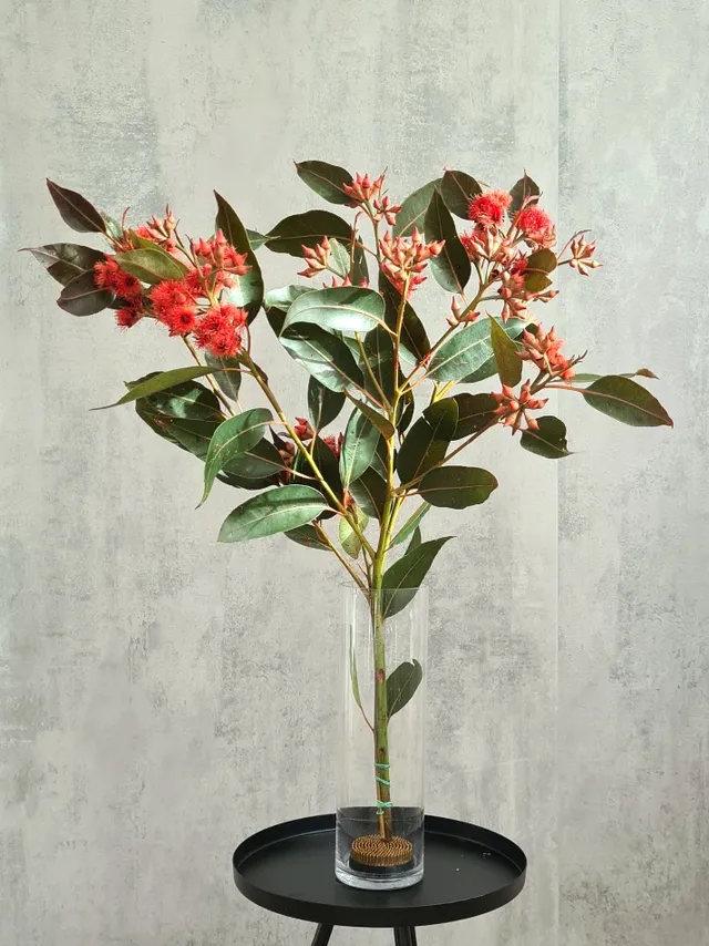 blumigo-eukalyptus-robusta-bund-rot-mit-fruchtst-nden image 1
