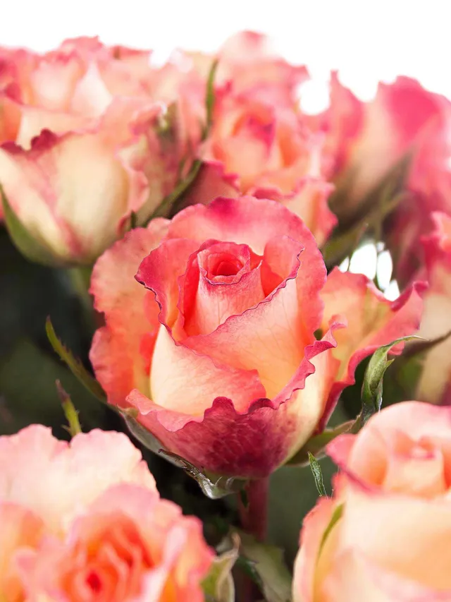 blumigo-rosen-duett-creme-pink-schnittblume image 1