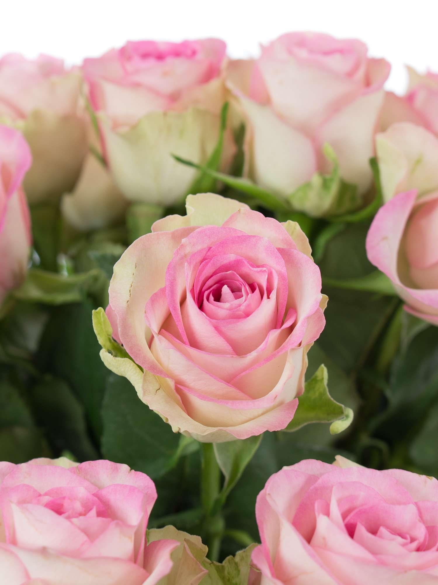 blumigo-rosen-lovely-jewel-schnittrosen-rosa-creme-st-ck image 1