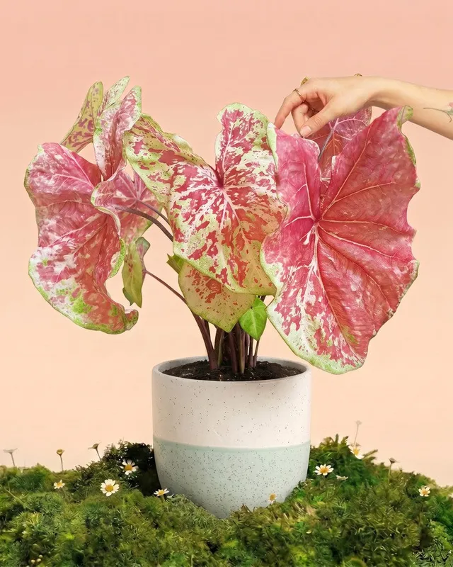 feey-variado-caladium-raspberry-moon-zimmerpflanze-gross image 1