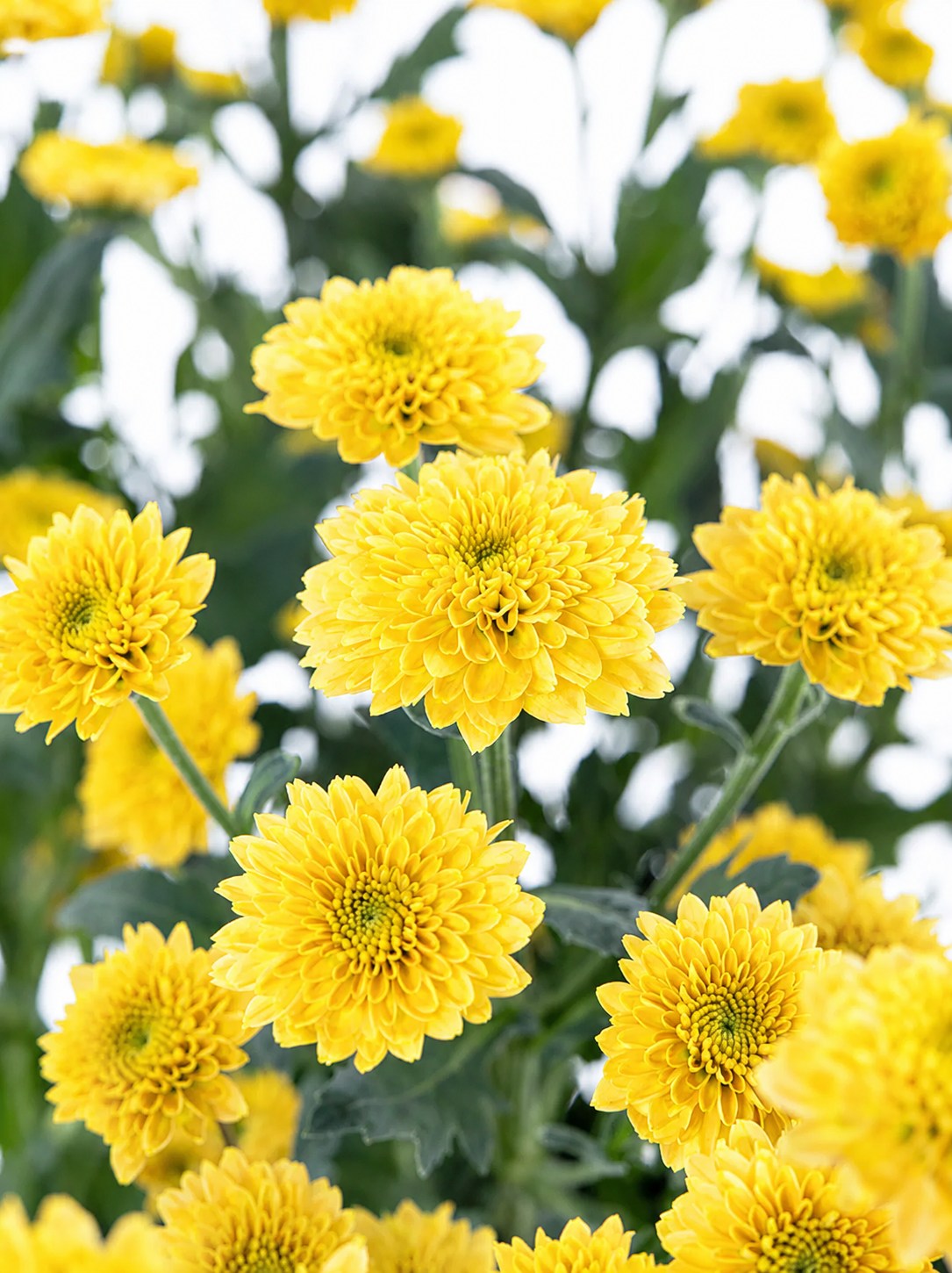 blumigo-chrysanthemen-santinis-aurinko-schnittblumen-gelb image 1