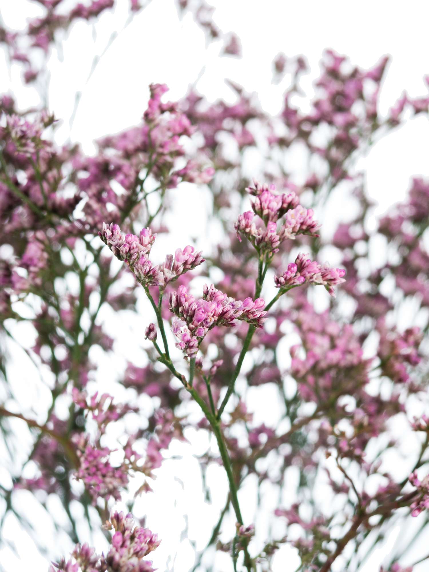 blumigo-zweige-strandflieder-limonium-lilac-lila-stiel image 1