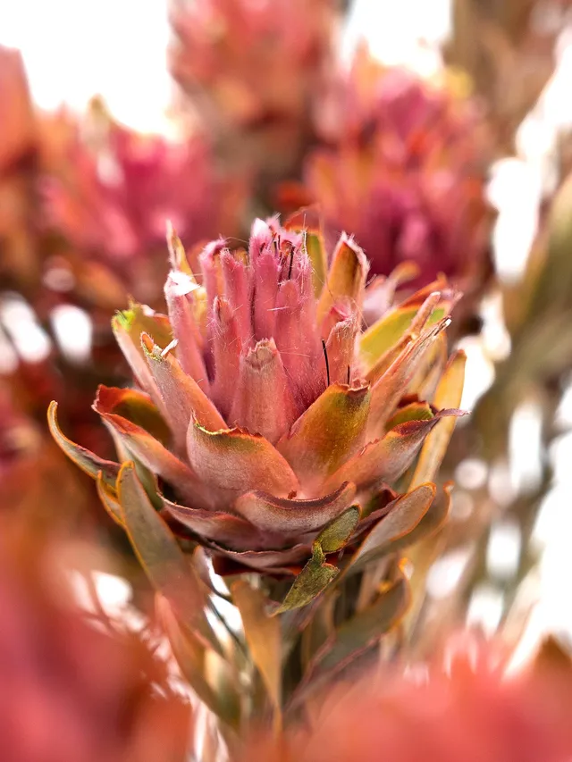 blumigo-trockenblumen-leucospermum-plumosum-trockenblume-pink-gr-n image 1