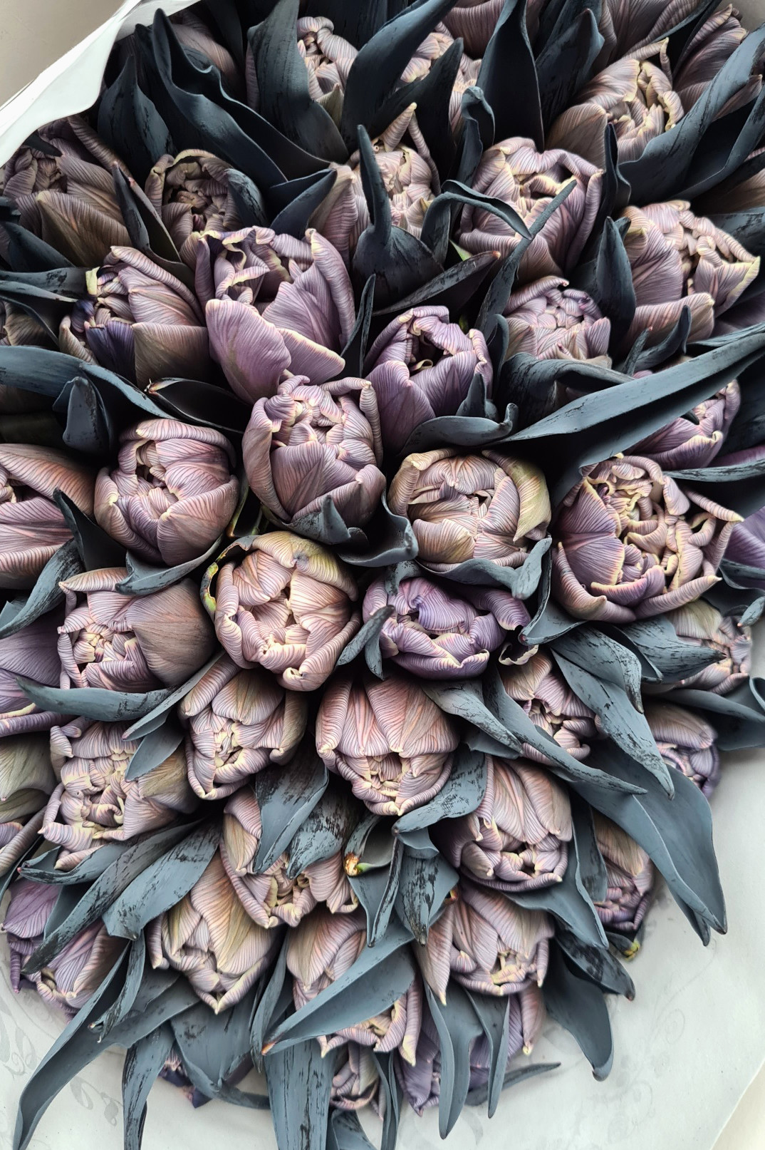 blumigo-tulpen-double-violet-grau-violett-gef-llt image 5