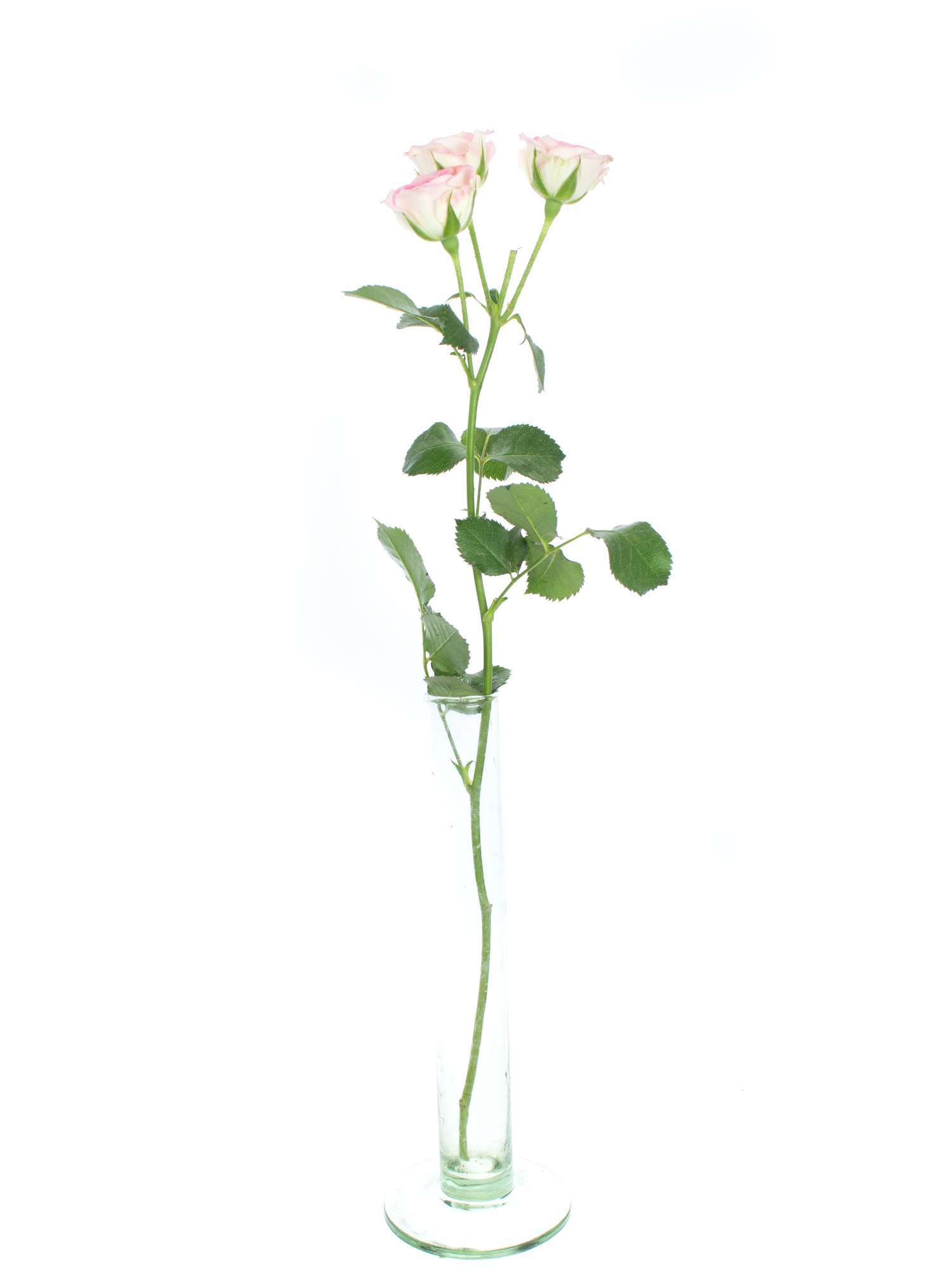 blumigo-rosen-creamy-twister-rosa-wei-verzweigt image 6