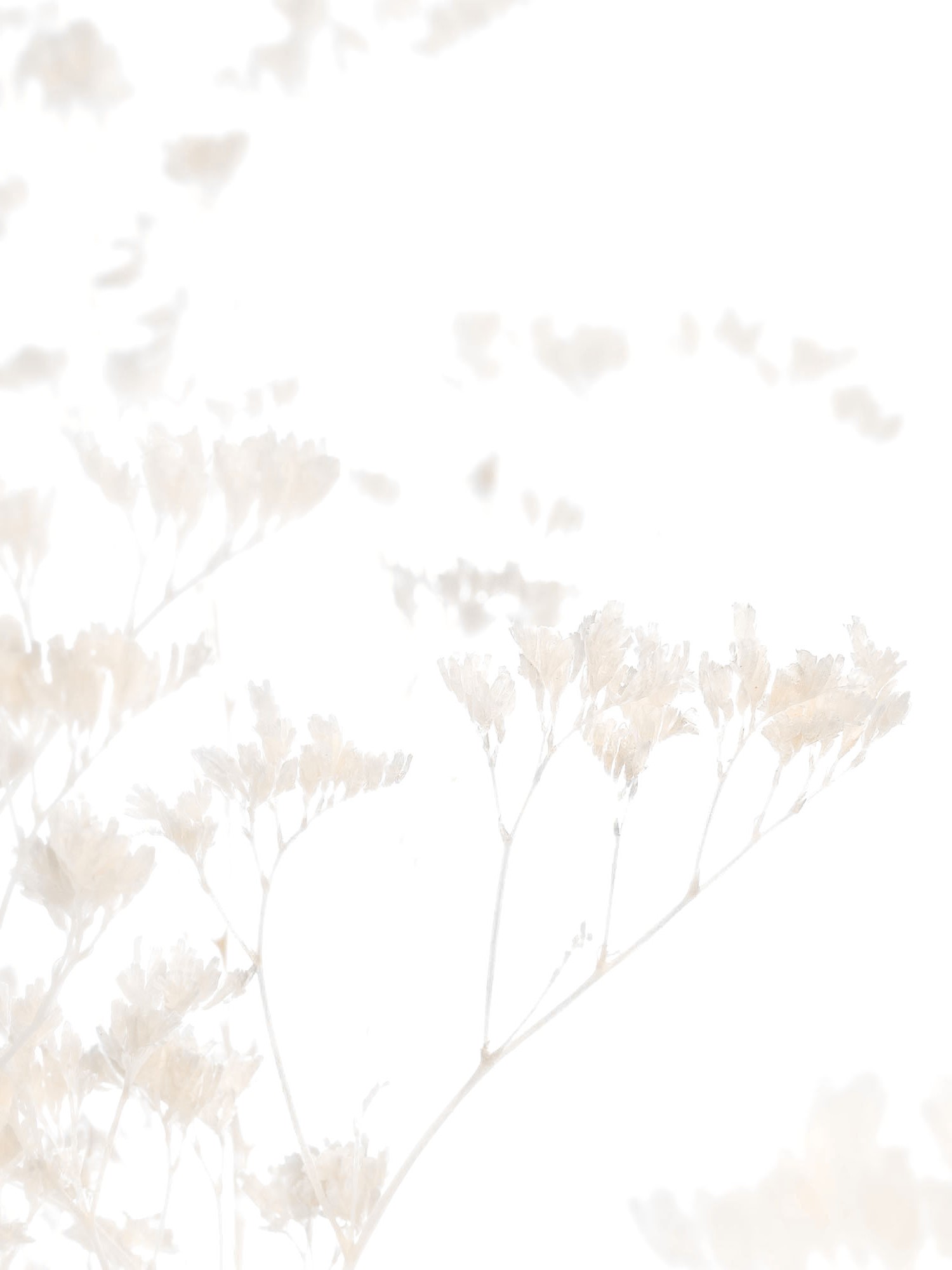 blumigo-trockenblumen-strandflieder-gebleicht-creme-wei image 1