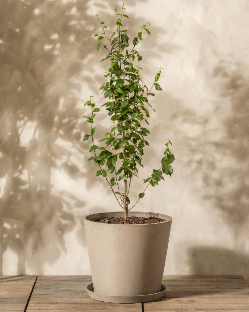 feey-amsterdam-parrotia-persica-eisenholzbaum-ohne-topf-winterhart image 6