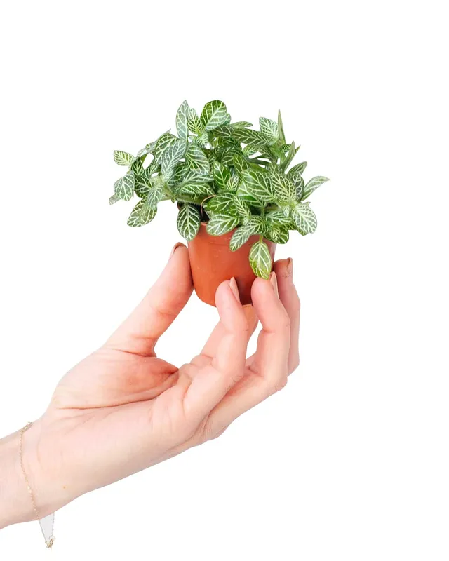 plnts-babyplnts-fittonia-verschaffeltii-10cm-silbernetz image 1