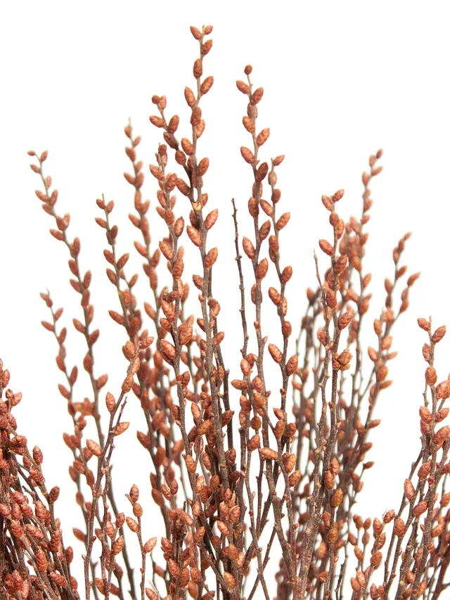blumigo-zweige-myrica-gale-gagelzweige-bindegr-n-frisch image 1