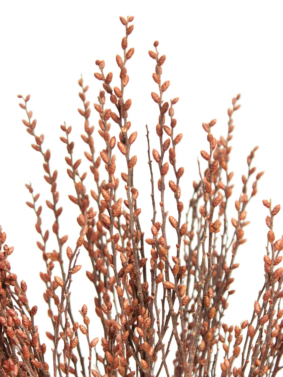 blumigo-zweige-myrica-gale-gagelzweige-bindegr-n-frisch image 1