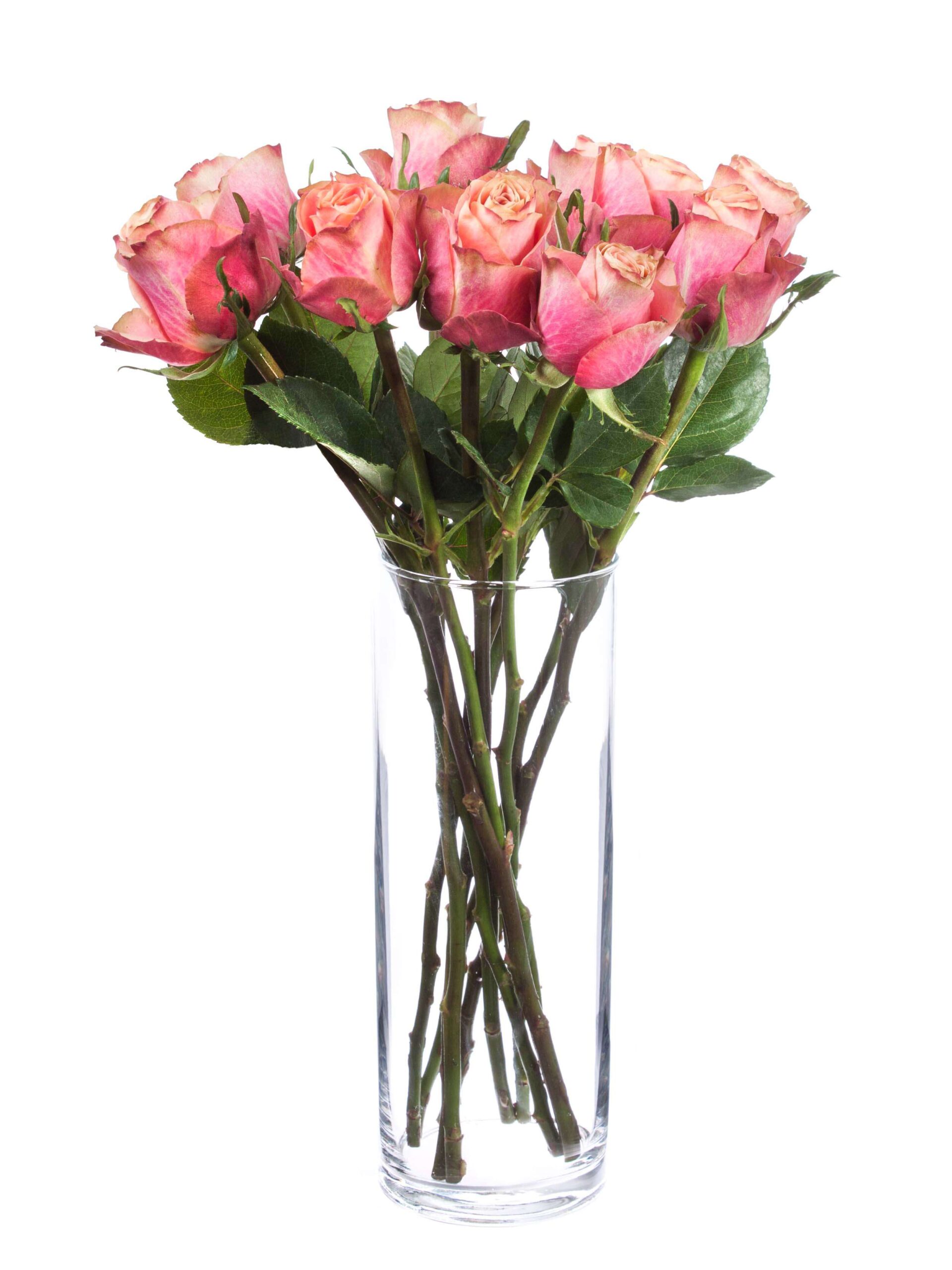 blumigo-rosen-jolie-schnittrosen-creme-pink-stiel image 2