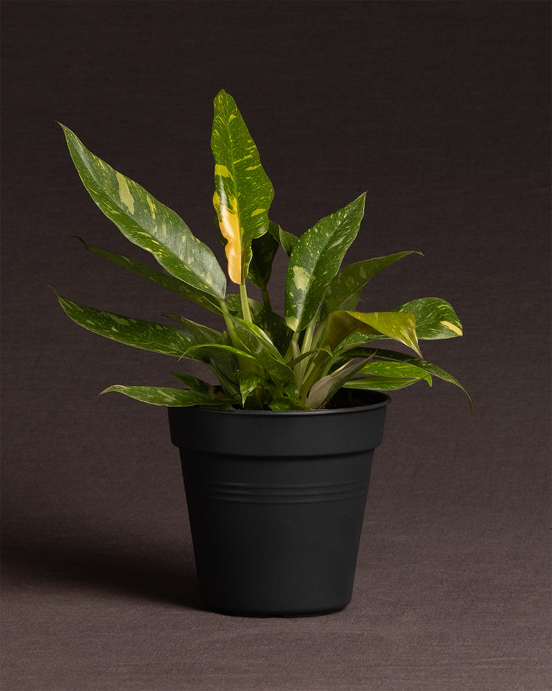 feey-variado-philodendron-ring-of-fire-20-30-cm-rarit-t image 3