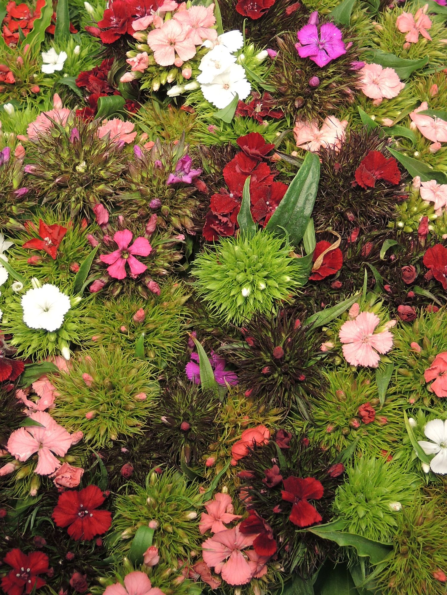 blumigo-bartnelken-bunte-mischung-stauden-f-r-garten-und-beet-mehrj-hrig-duftend image 5