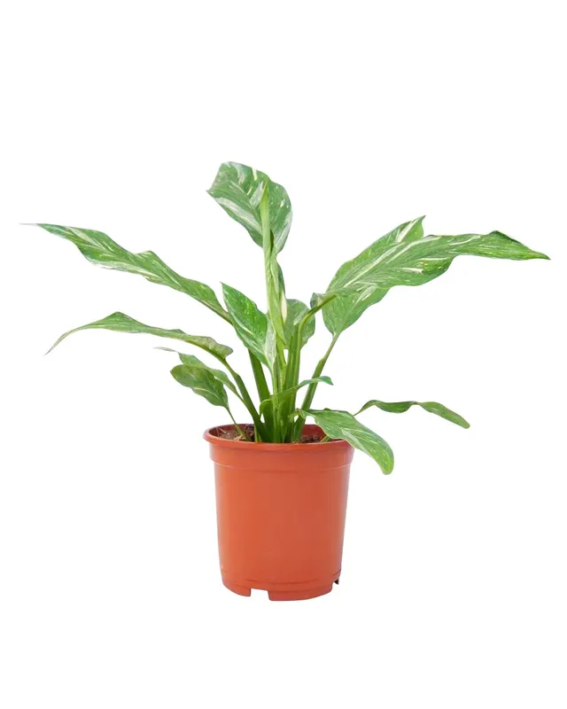 plnts-rareplnts-spathiphyllum-diamond-zimmerpflanze-30cm-panaschiert image 1