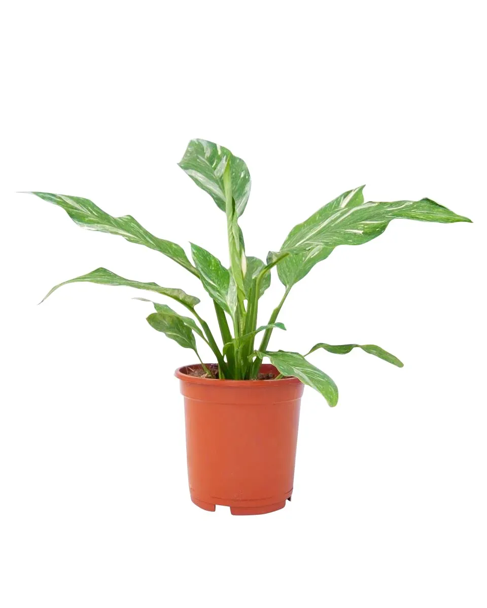plnts-rareplnts-spathiphyllum-diamond-zimmerpflanze-30cm-panaschiert image 1