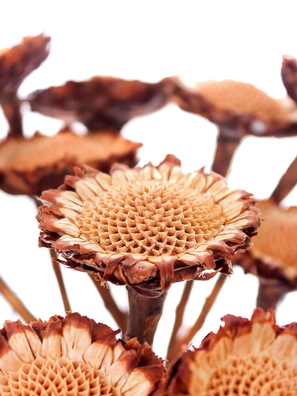 blumigo-trockenblumen-protea-susanna-natur-braun-creme-5-st-ck image 1