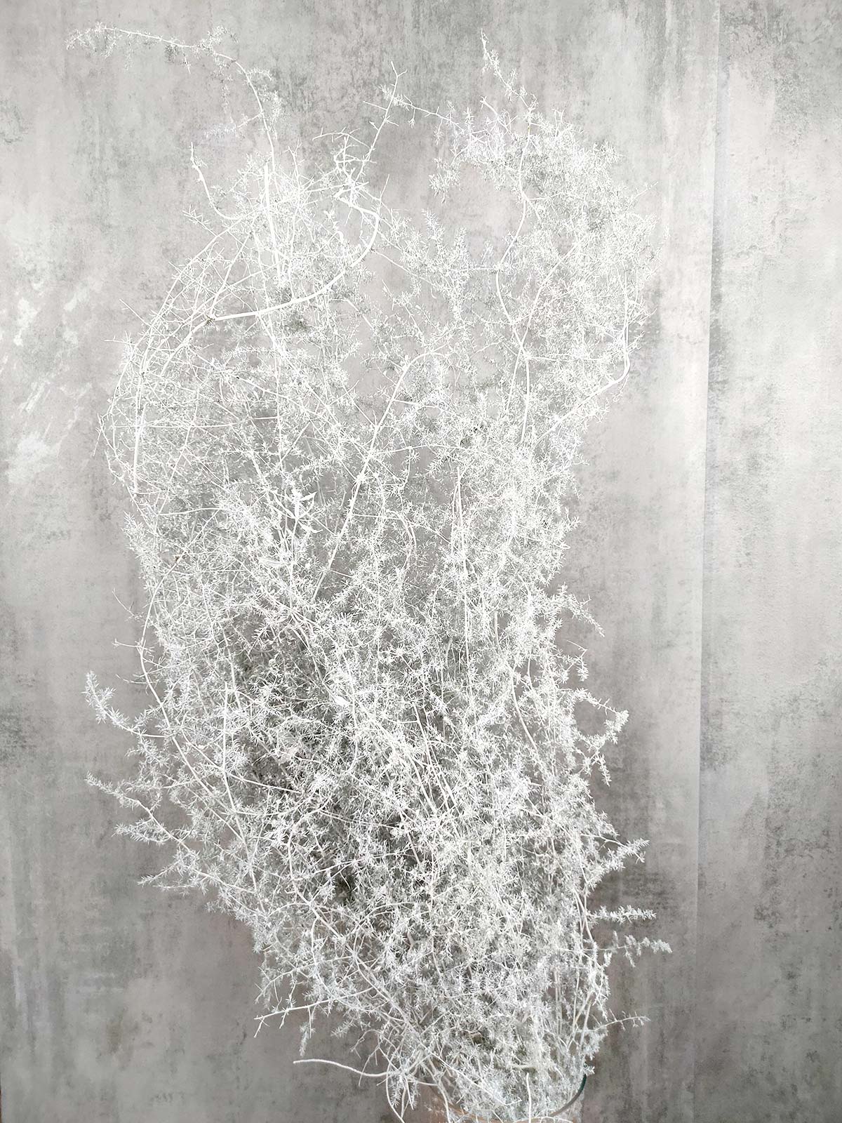 blumigo-asparagus-wild-nature-painted-schnittgr-n-wei image 3