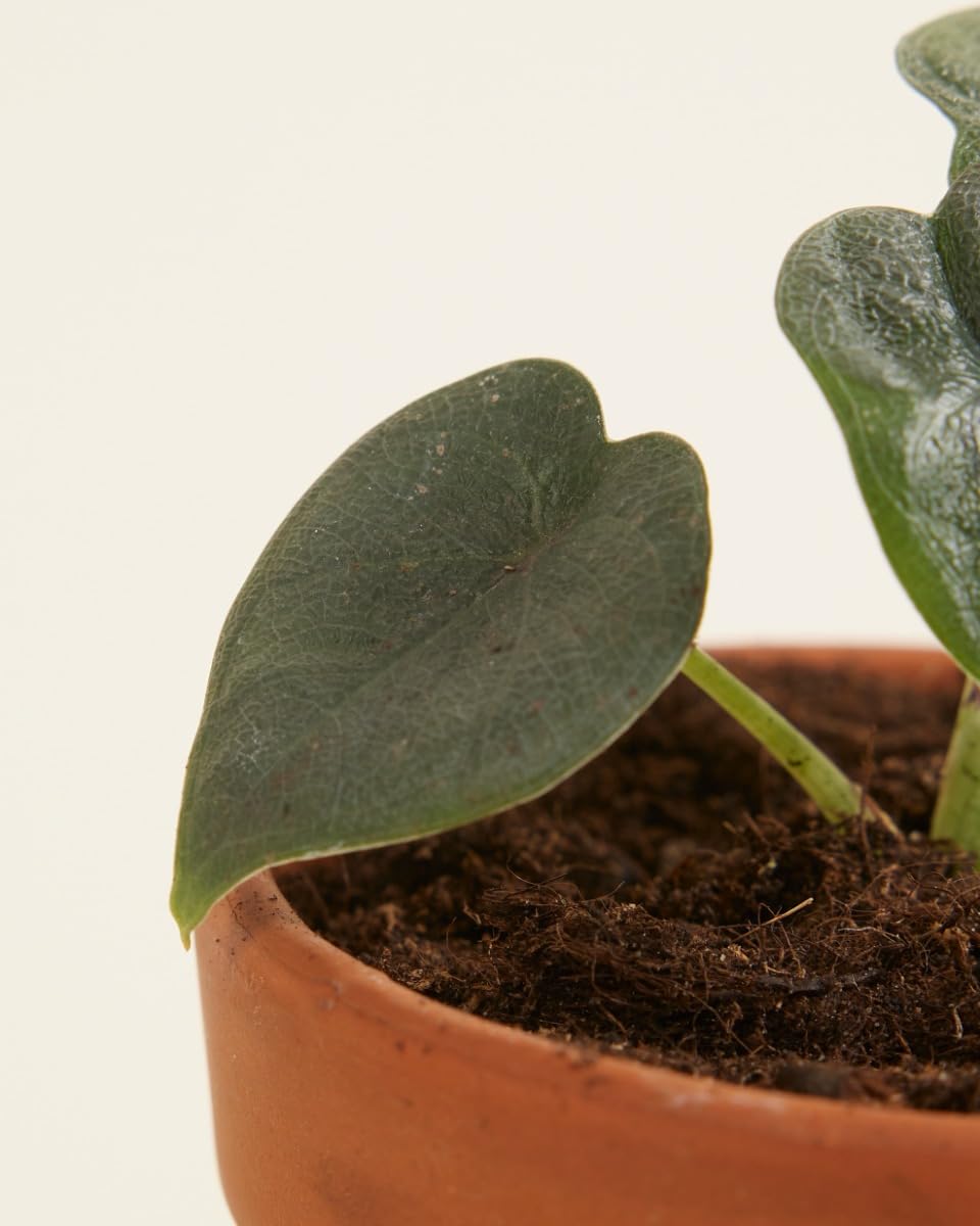 plnts-babyplnts-alocasia-melo-zimmerpflanze-baby-10-cm image 4