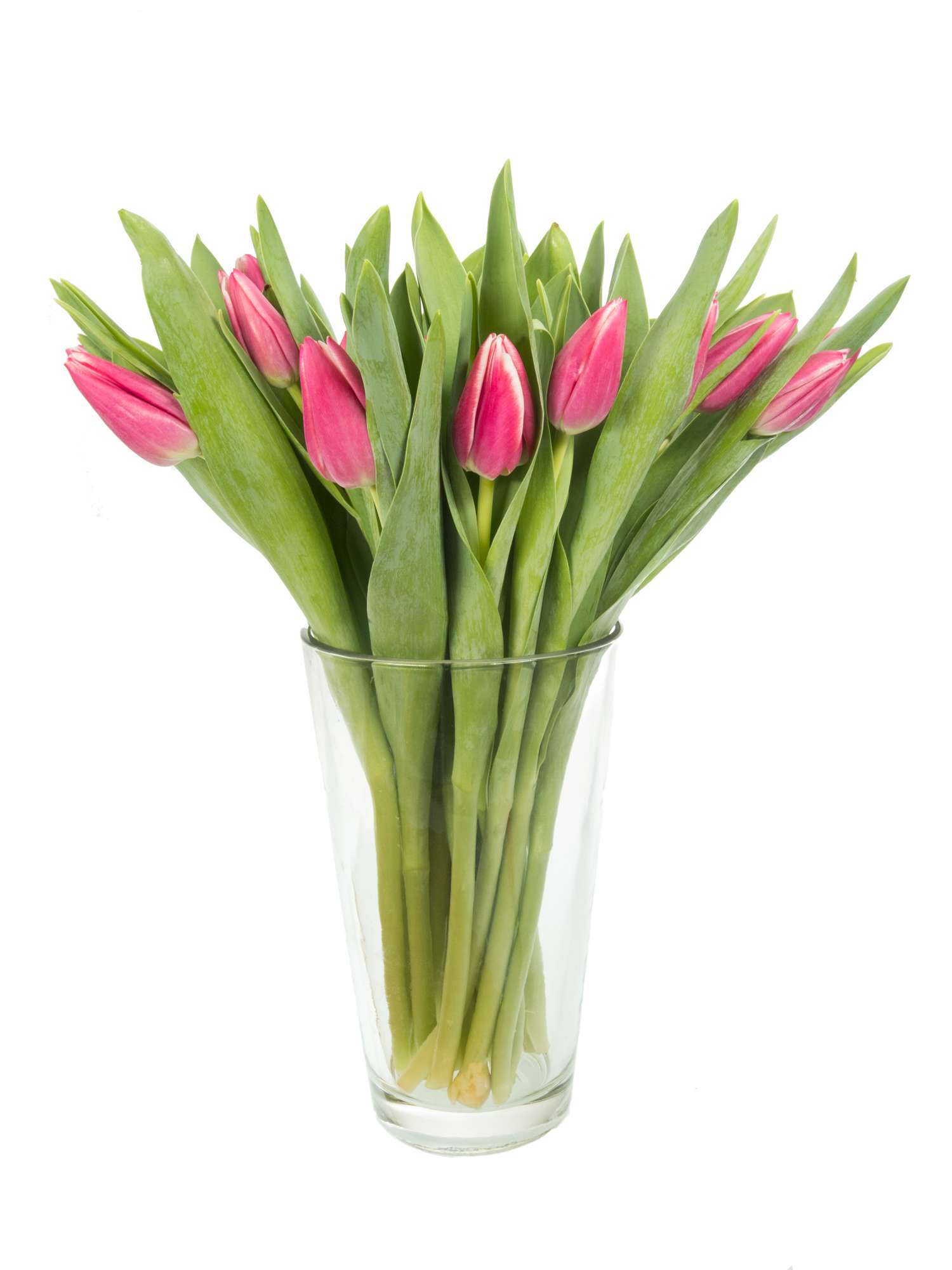 blumigo-tulpen-debutante-pink-schnittblumen-frisch-8-tage image 2