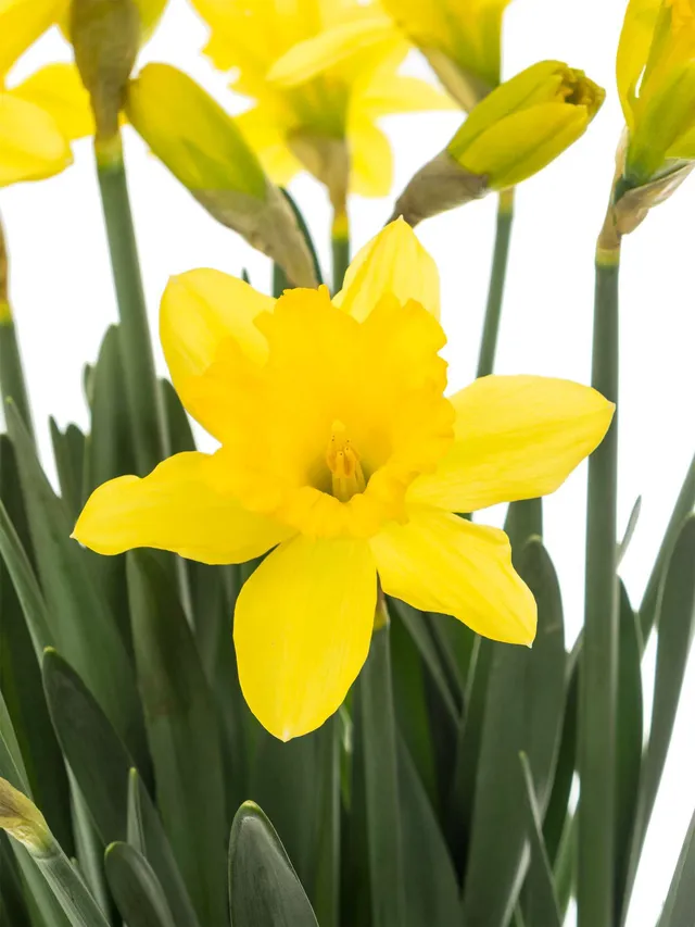 blumigo-narzissen-gigantic-star-fr-hlingsknollen-gelb image 1
