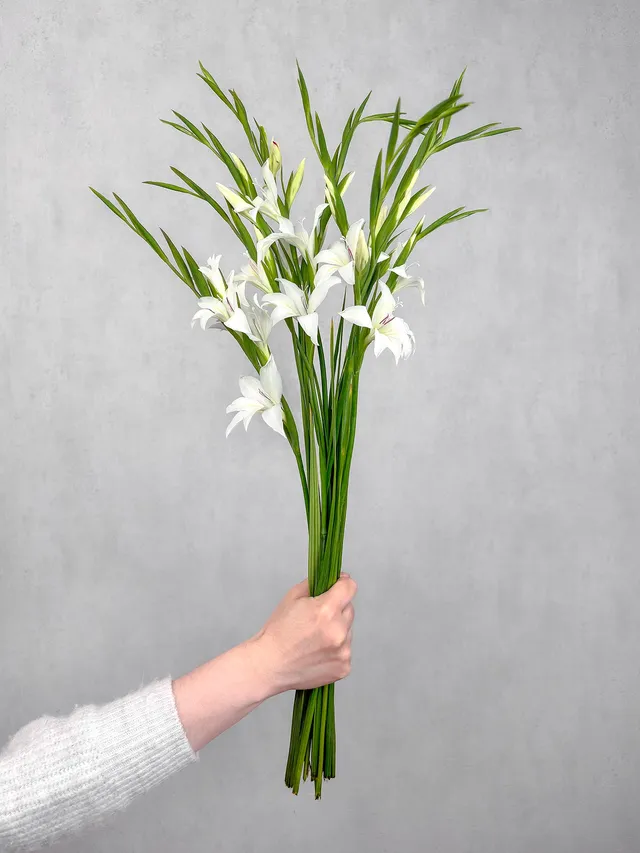 blumigo-zwerg-gladiolen-albus-schnittblumen-wei image 1