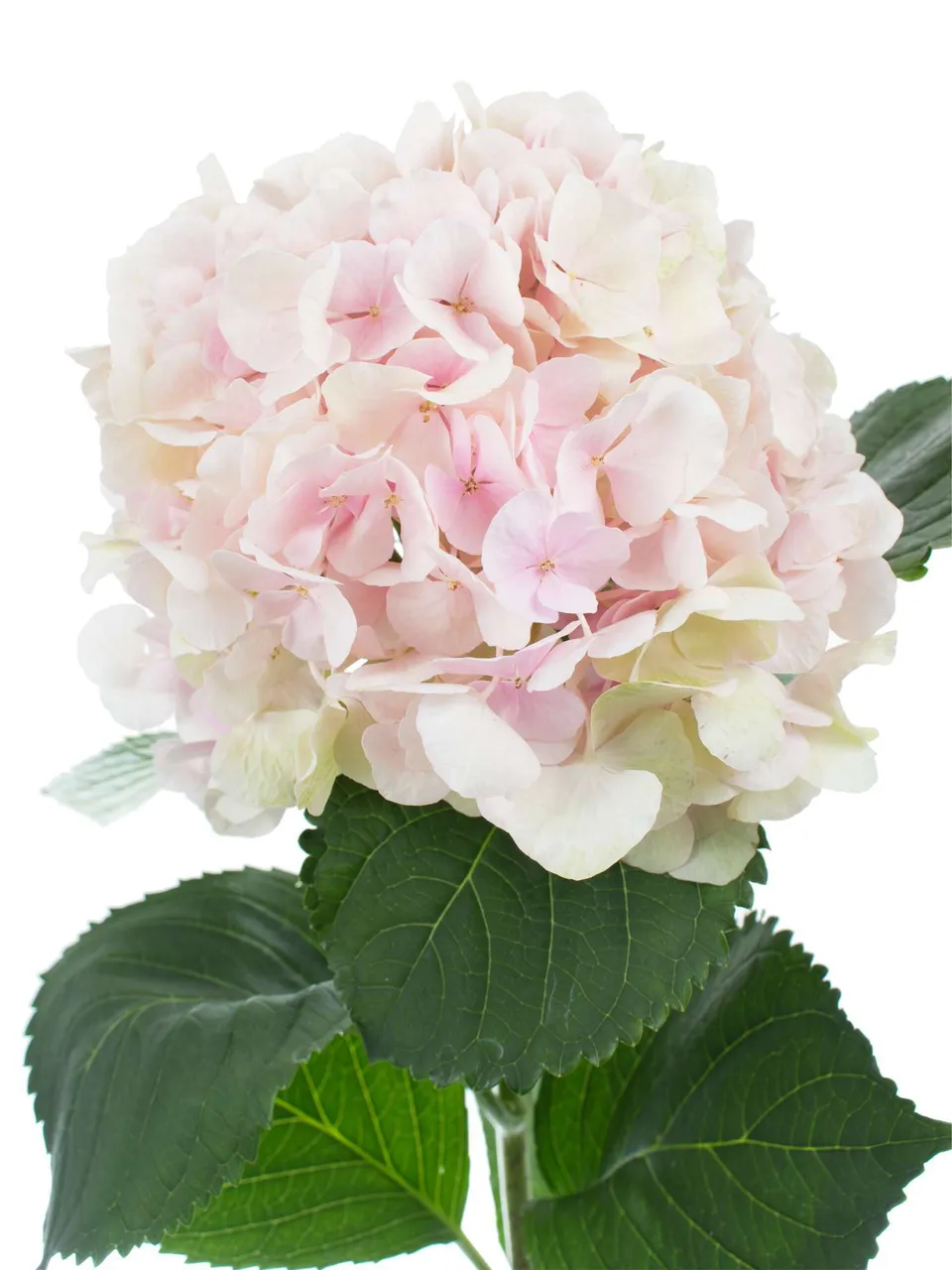 blumigo-hortensien-magical-verena-classic-rosa-gr-n image 1