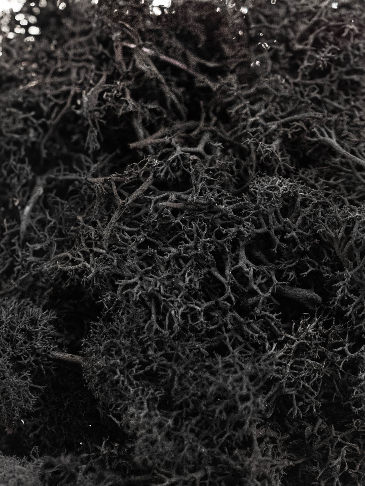 blumigo-moos-islandmoos-schwarzes-dekomaterial image 3