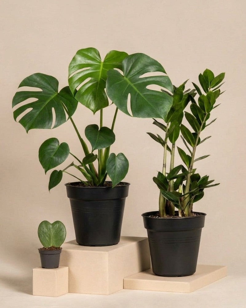 feey-variado-trio-infernale-pflanzenset-monstera-3-pflanzen image 3